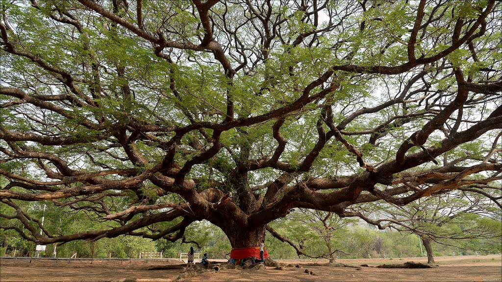 [AstroKAney] 2016.05.07 - Giant Rain Tree by AstroKAney KooN KeeN