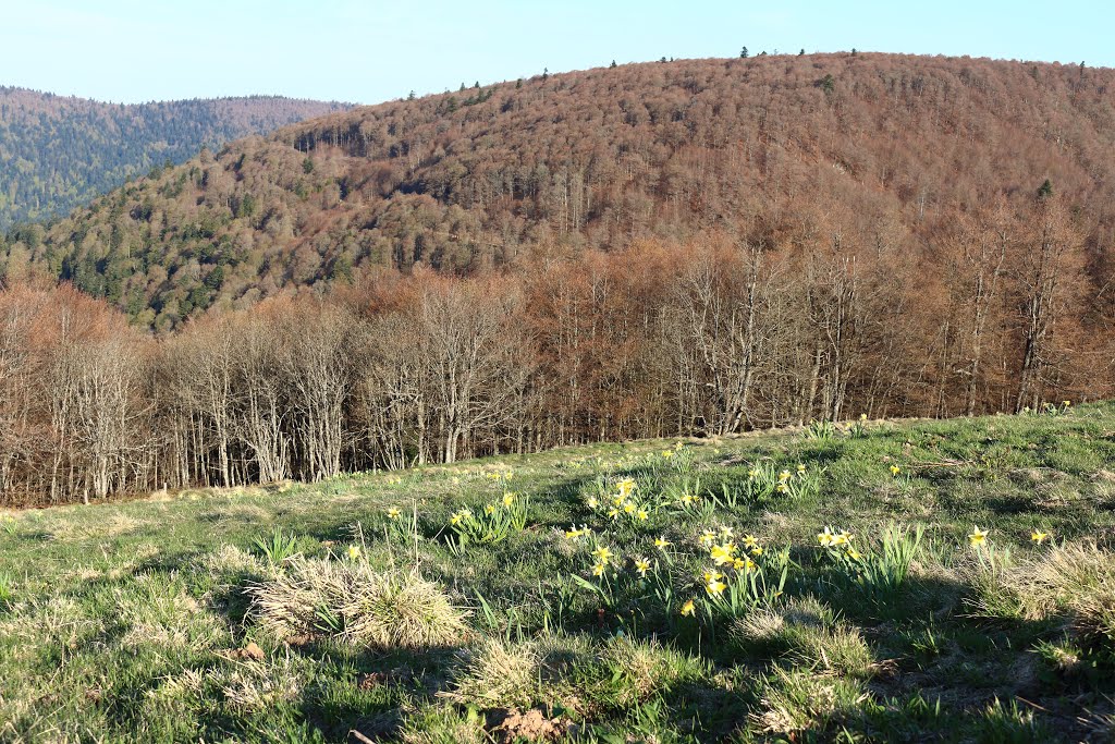 Parc naturel régional des Ballons des Vosges (Route des Crêtes) by © VDN