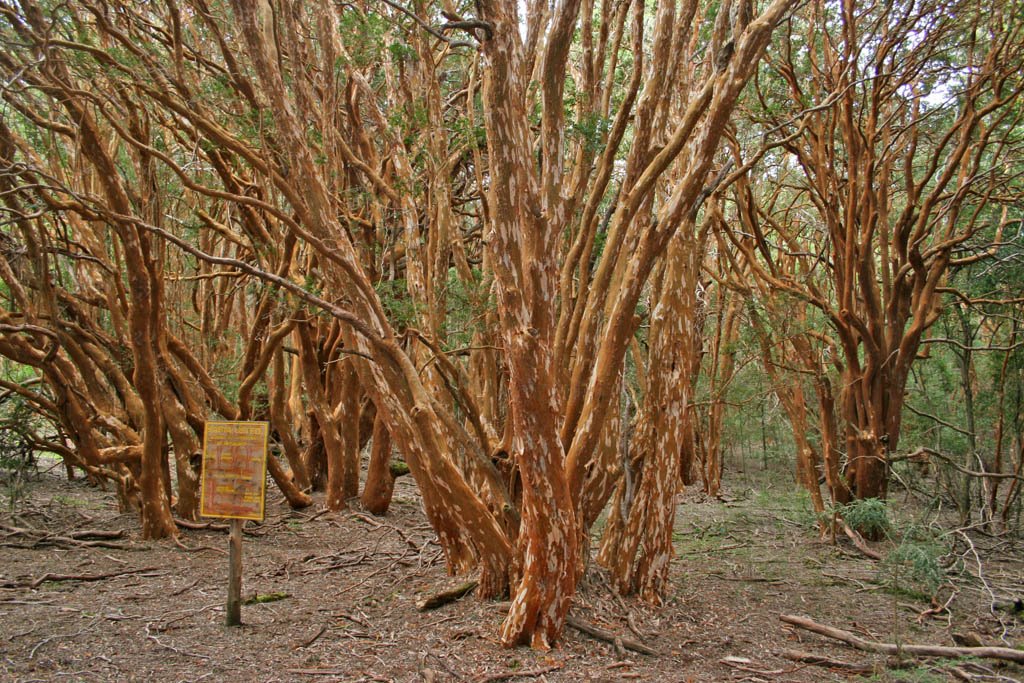 Bosque de Arrayanes by Jesús Cano Sánchez