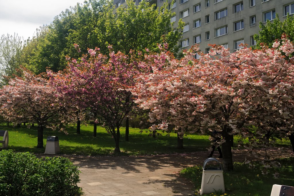 Oś.Oświecenia, wiosenny park by Grzegorz Przech