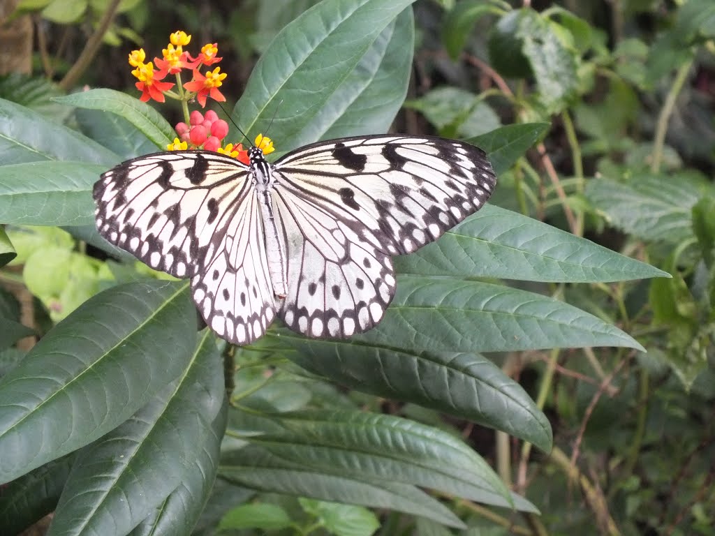 Idea leuconoe, Chester Zoo by AnandLeo