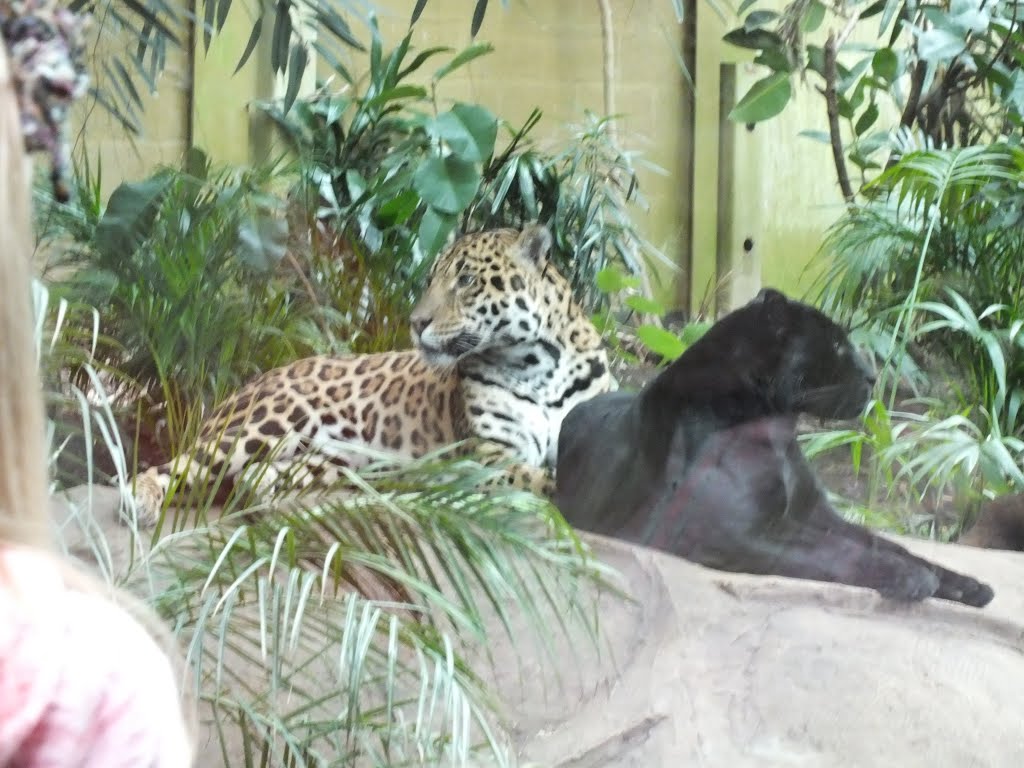 Jaguars, Chester Zoo, UK by AnandLeo