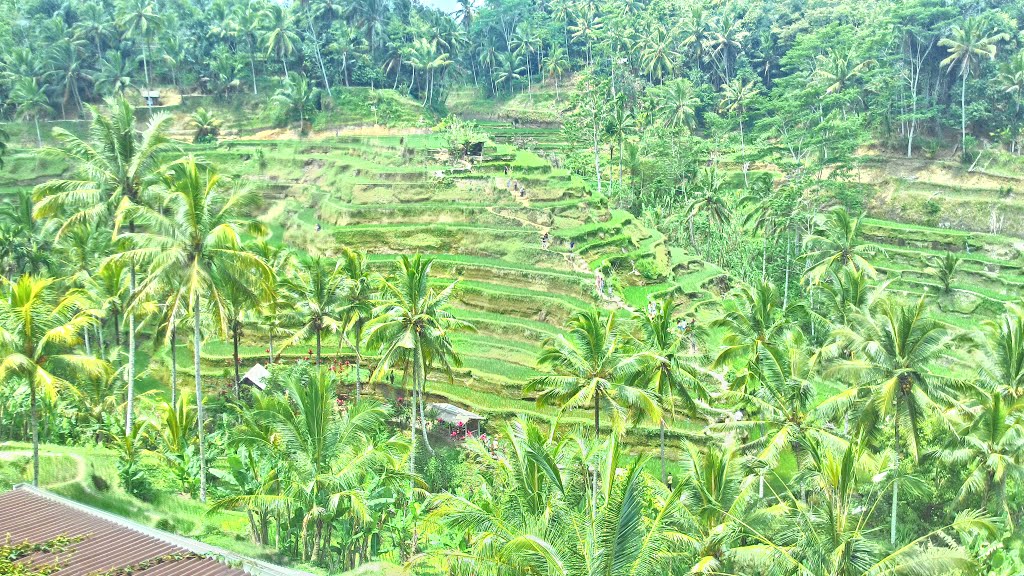 Persawahan Tegallalang Gianyar by Hasbullah Idris