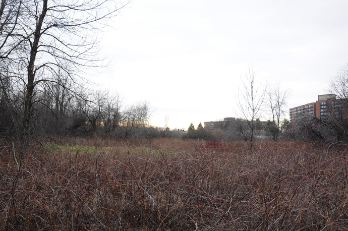 Brambles and Building by Photographer Dalila