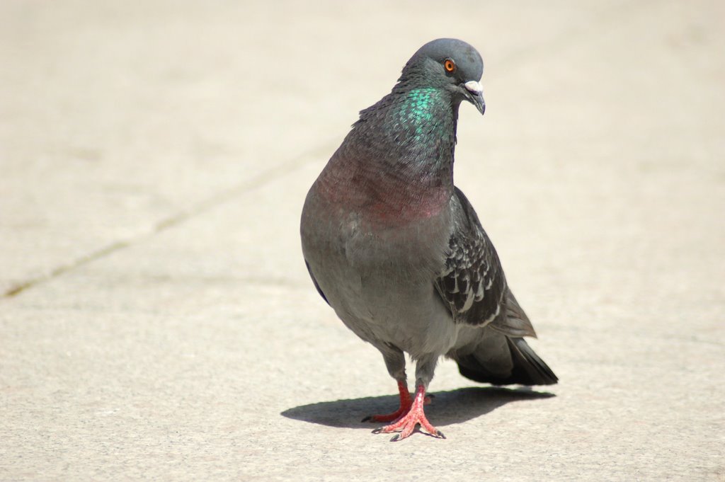 Pigeon by Guido Musch