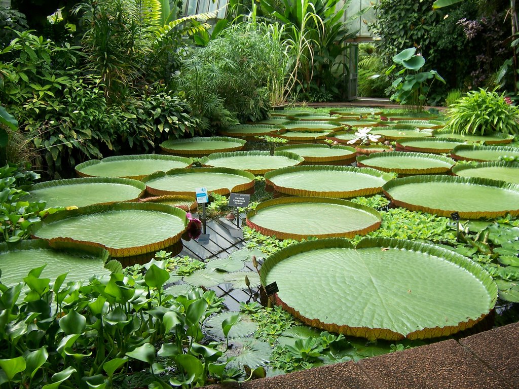 Water lillies in the Glass house by Yvette