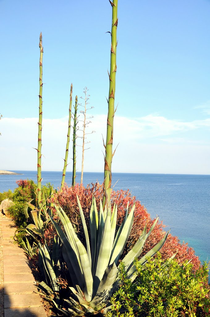 Italy, Tuscan Archipelago, Giannutri Island, Cala dello Spalmatoio by stefanoabdou