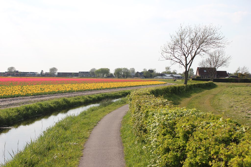 Hillegom, Netherlands by Vélo Nord Pas de Cal…