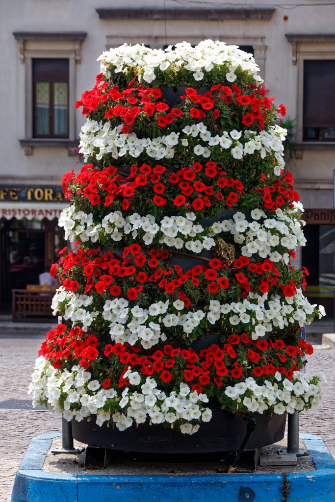 Fiori in Via Giuseppe Garibaldi, San Daniele del Friuli by Jens Juhl