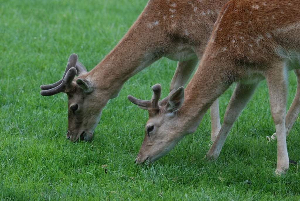 Deers in Wild Park, Rosegg by AnTalk