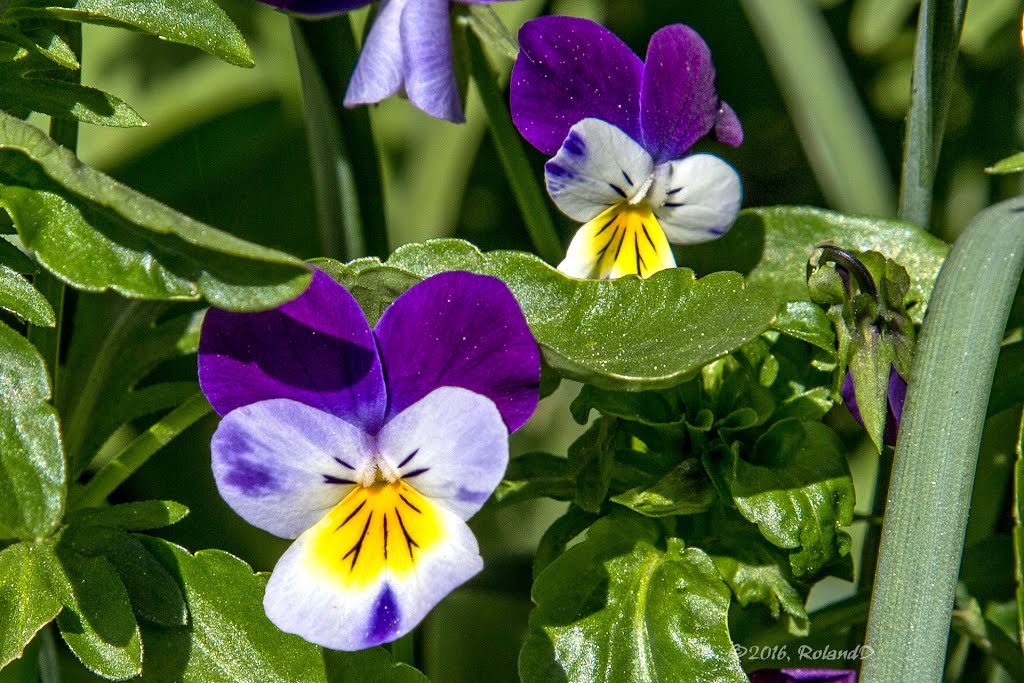 Mauerblümchen ● by Roland Dittl