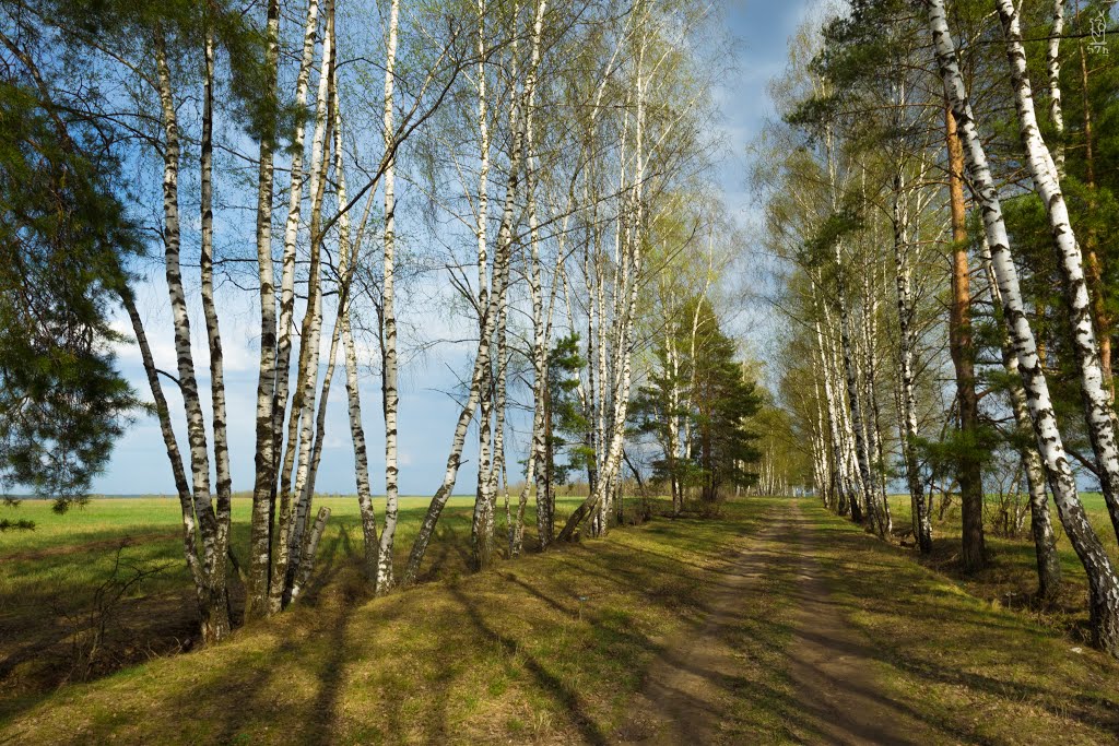 Shchyolkovsky District, Moscow Oblast, Russia by 57h