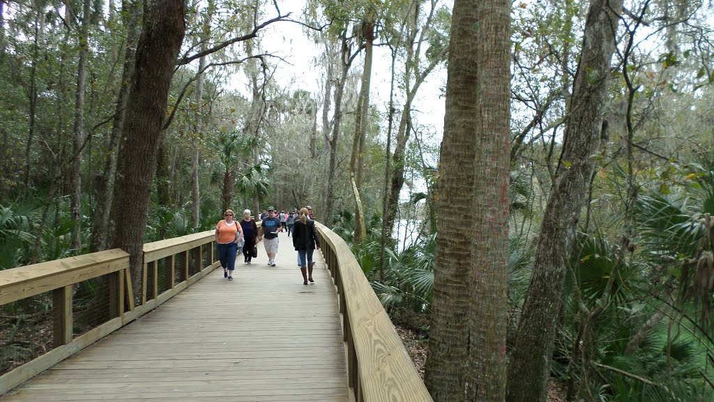 Blue Spring Park, Orange City, FL, Estados Unidos, 2016 by Predador