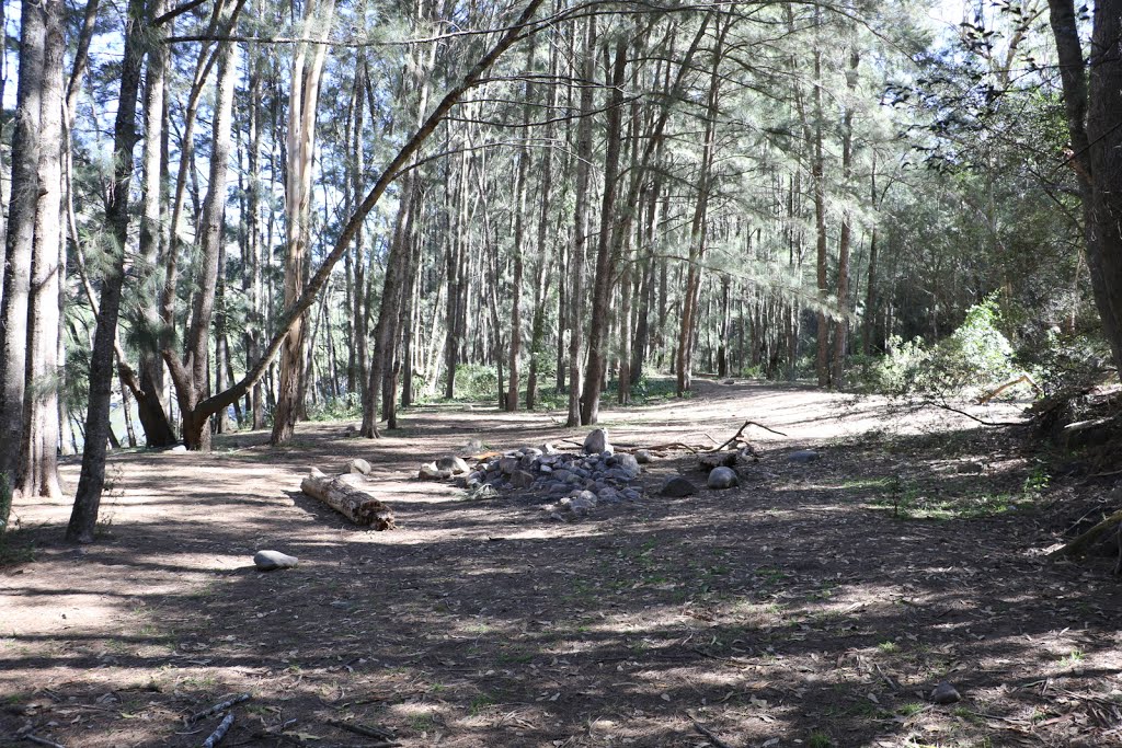 Casuarina forest & fireplace, beside the Shoalhaven River by Peter Woodard