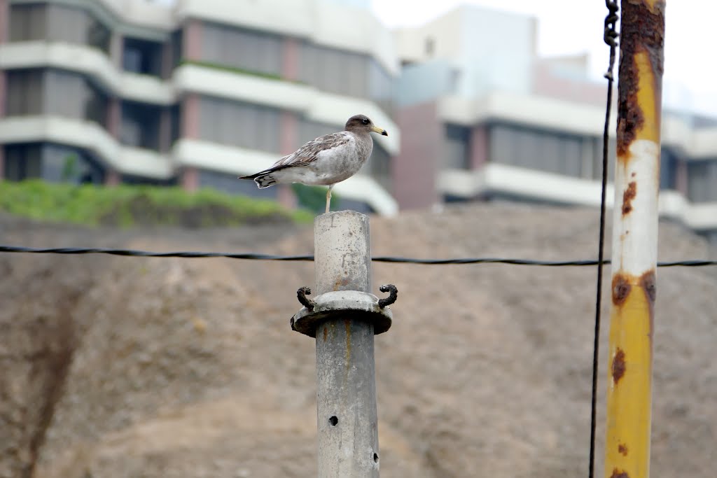 P1030269ペルーカモメy Larus belcheri y by 市村勝也