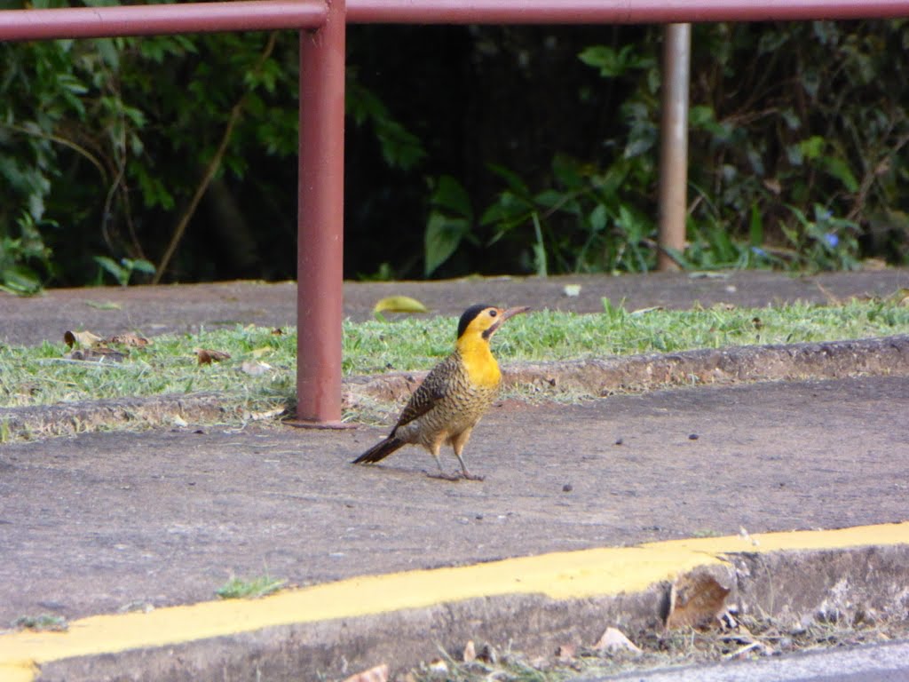 P1030225アリツカゲラColaptes [campestris or campestroides] by 市村勝也