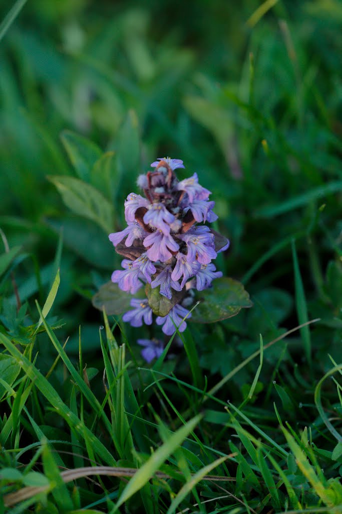 Around Ansty Golf Course 12th May 2016 by Steven Hart