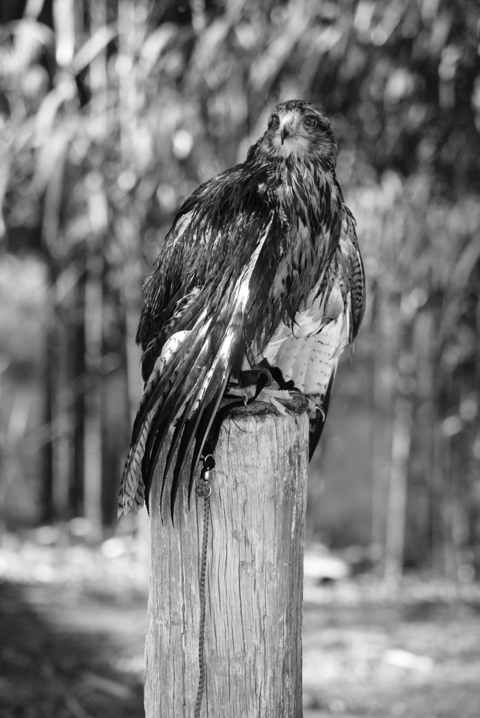 Condor Andino- Zoológico de la Ciudad Autónoma de Buenos Aires. by Marah.2