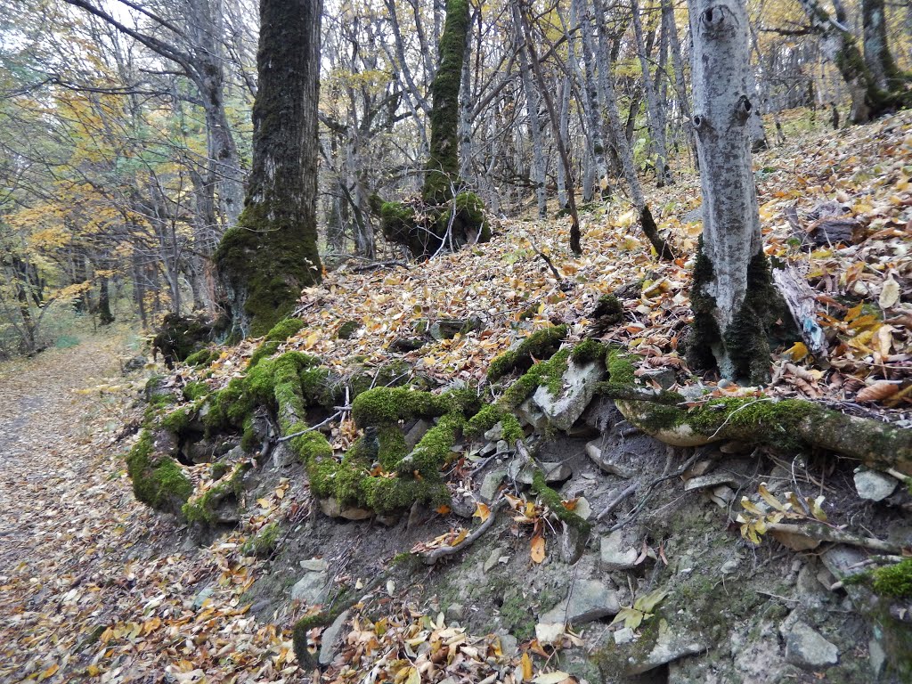 Корни. Roots. by Igor Volkhov 2