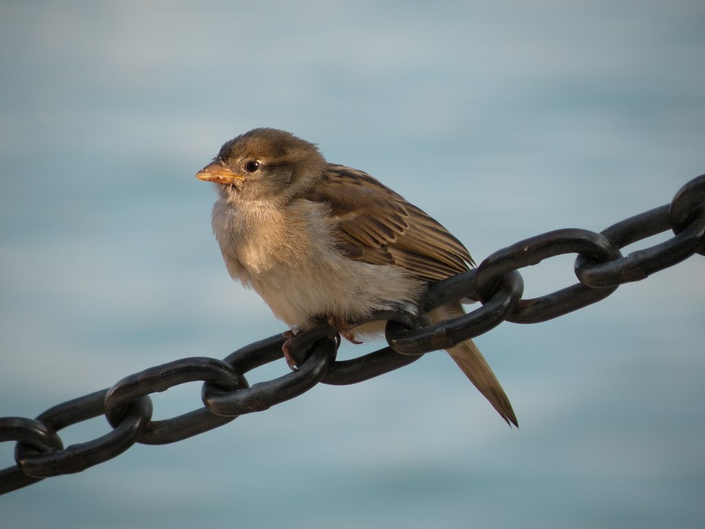 Bird at Navy Pier by angeliniphotography.…