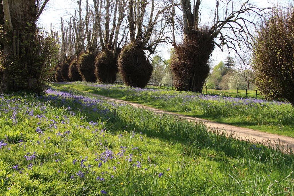 Bluebell wood, Kingston Lacy House, Dorset by S Fisher