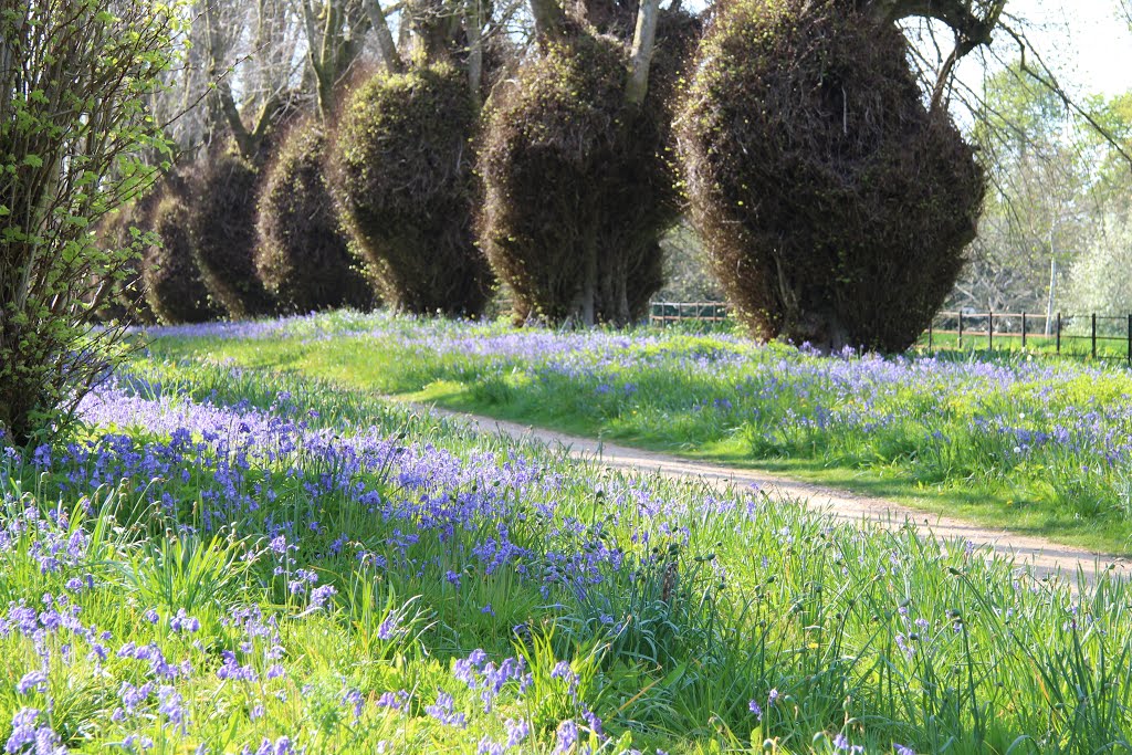 Bluebell wood, Kingston Lacy House, Dorset by S Fisher