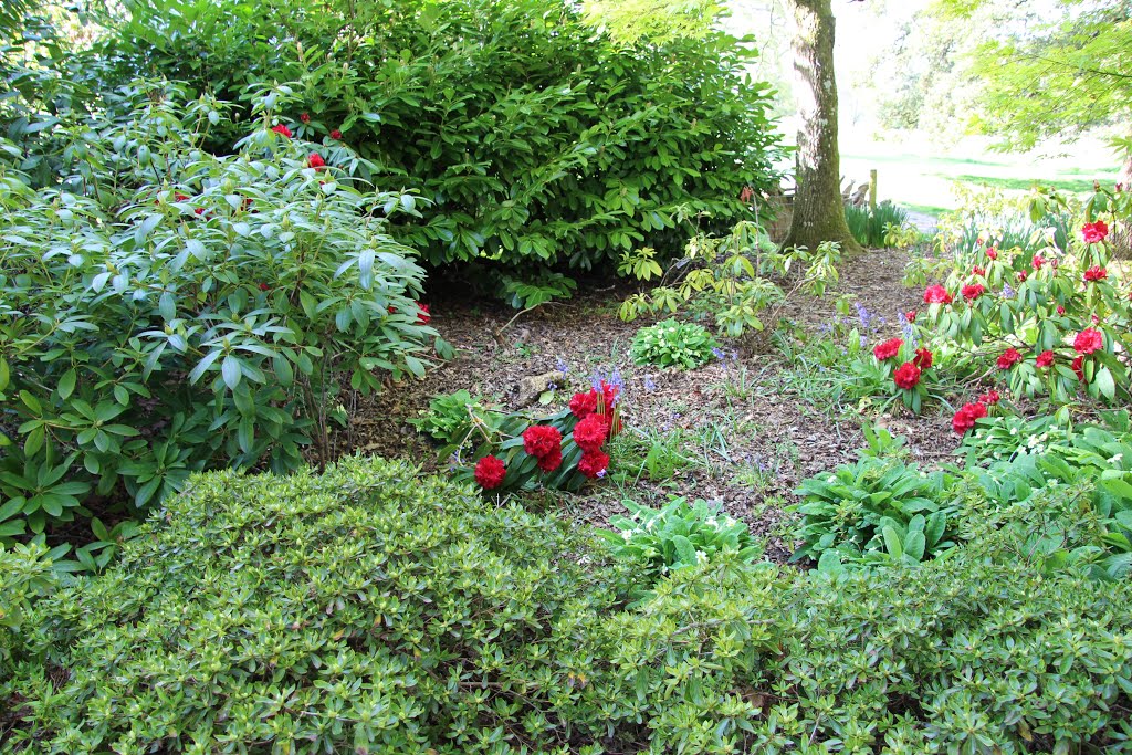 Azalea Gardens, Kingston Lacy House, Dorset by S Fisher