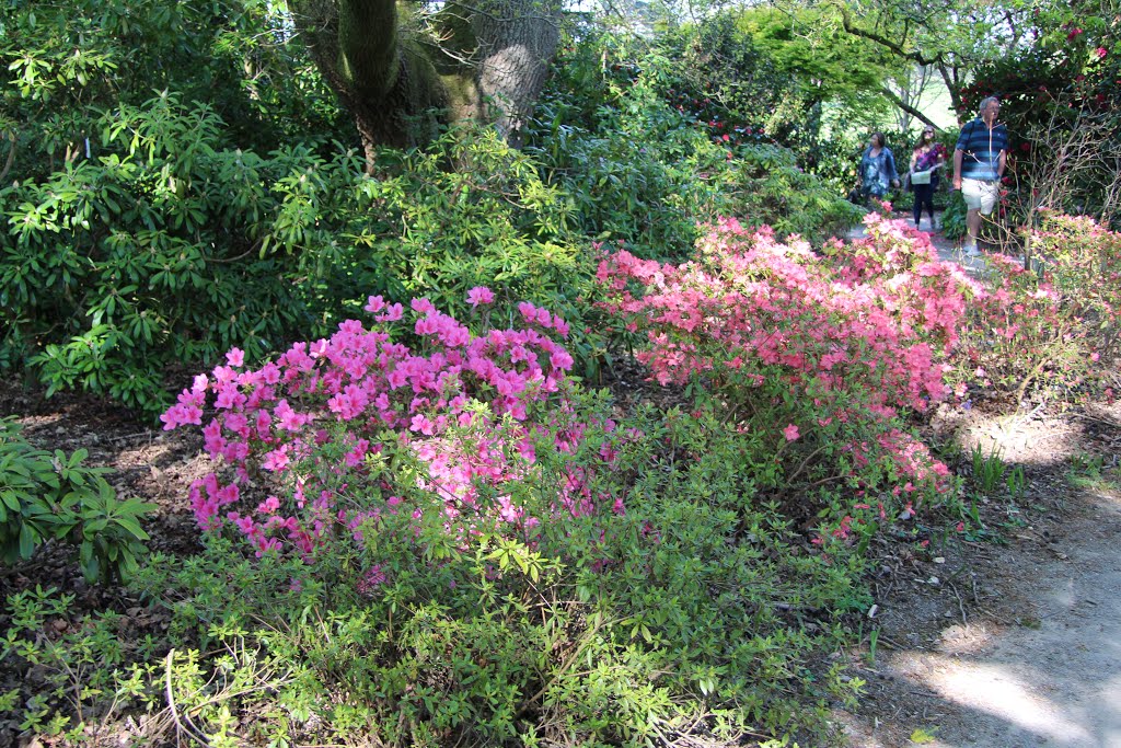 Azalea Gardens, Kingston Lacy House, Dorset by S Fisher