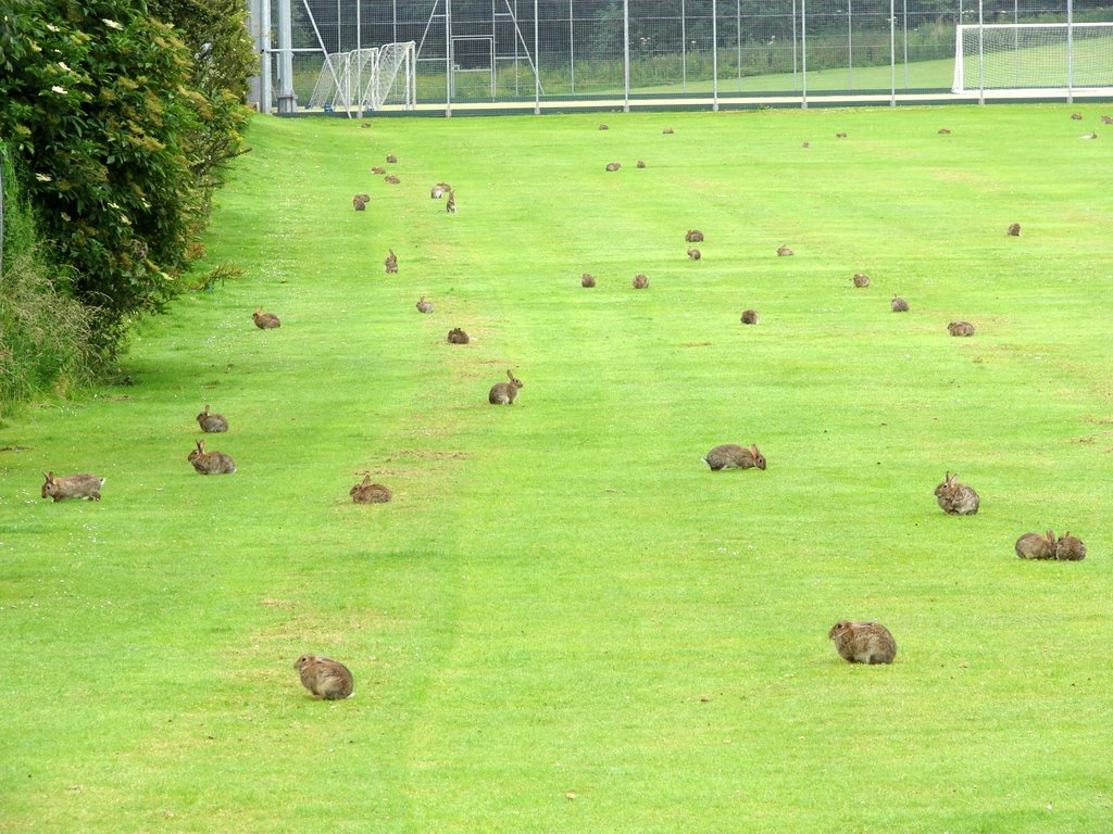 Kirkcaldy, July 2008 - Rabbit on the lawn by the school by Grzegorz Skoczylas