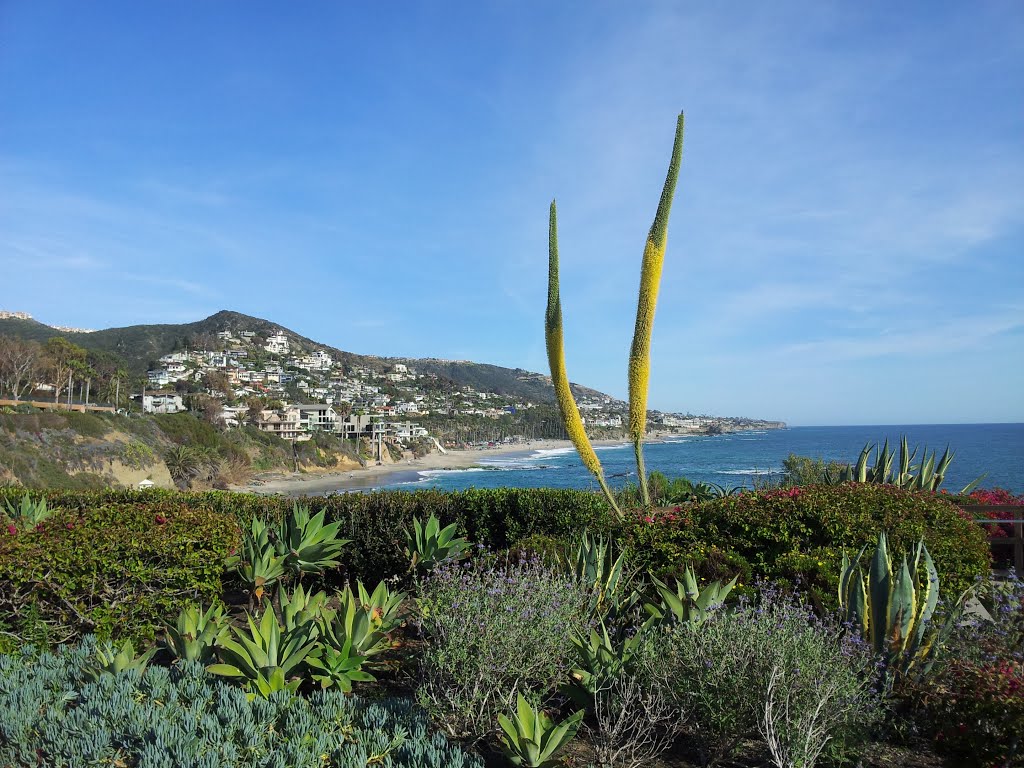 Laguna Beach, CA, USA by Sasmit Bhayde