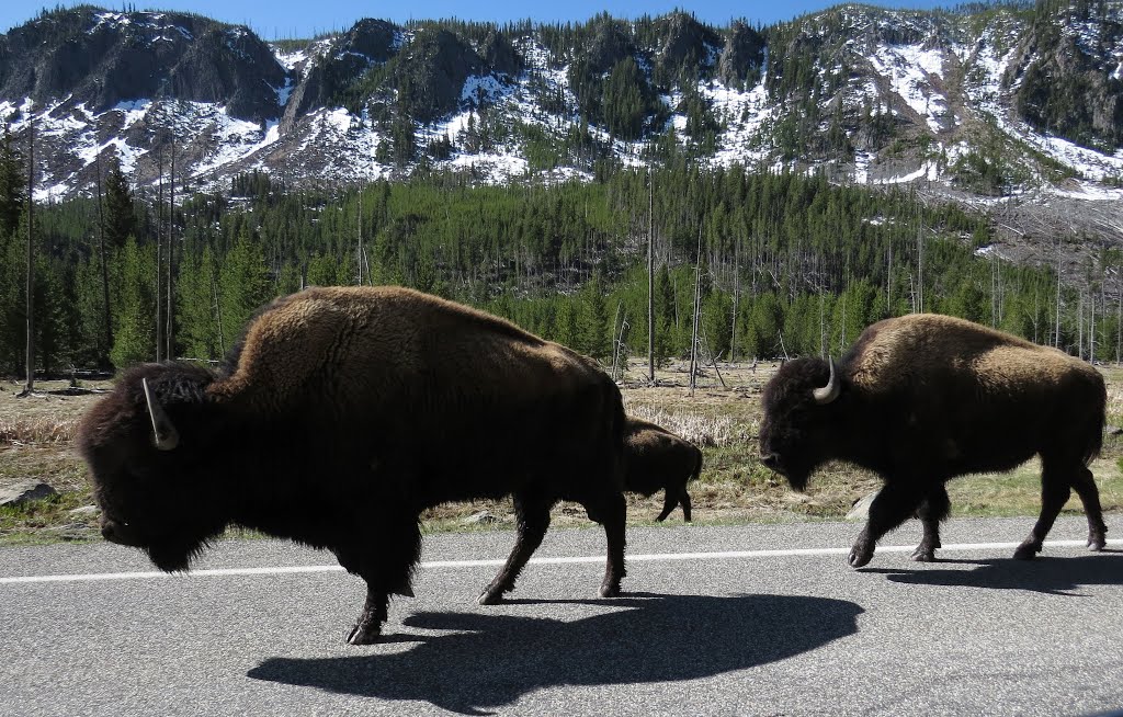 Bisons on the Road (West Entrance Road) - Yellowstone National Park, WY, USA. by André Bonacin