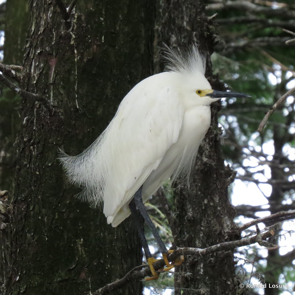 Snowy egret 2 (right side) by Ronald Losure