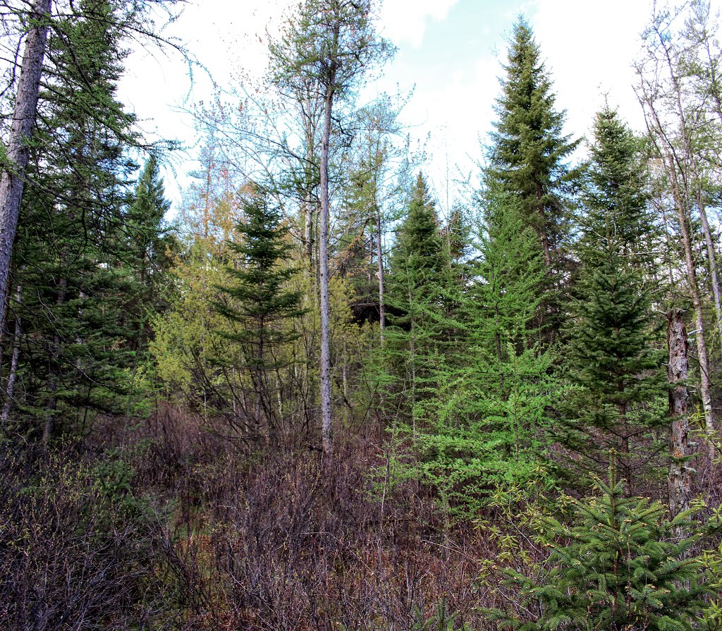 Spruce Lake Bog State Natural Area by Aaron Carlson