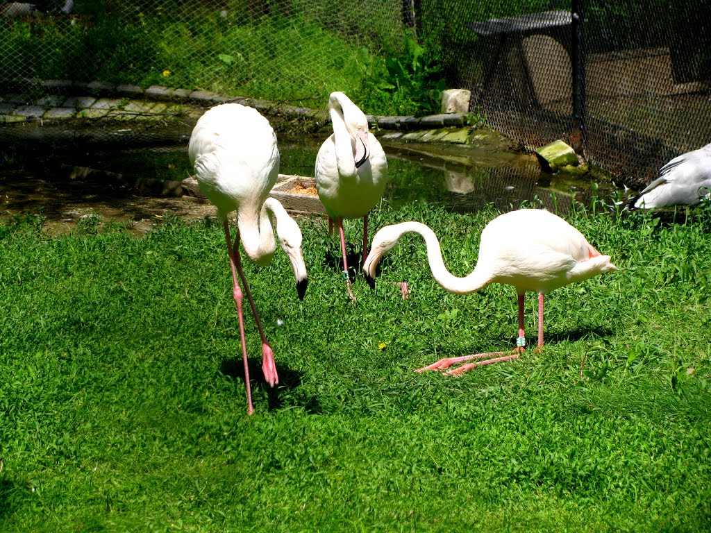 Рожеві фламінго / Розовые фламинго / Pink flamingos. by Diana Tegza