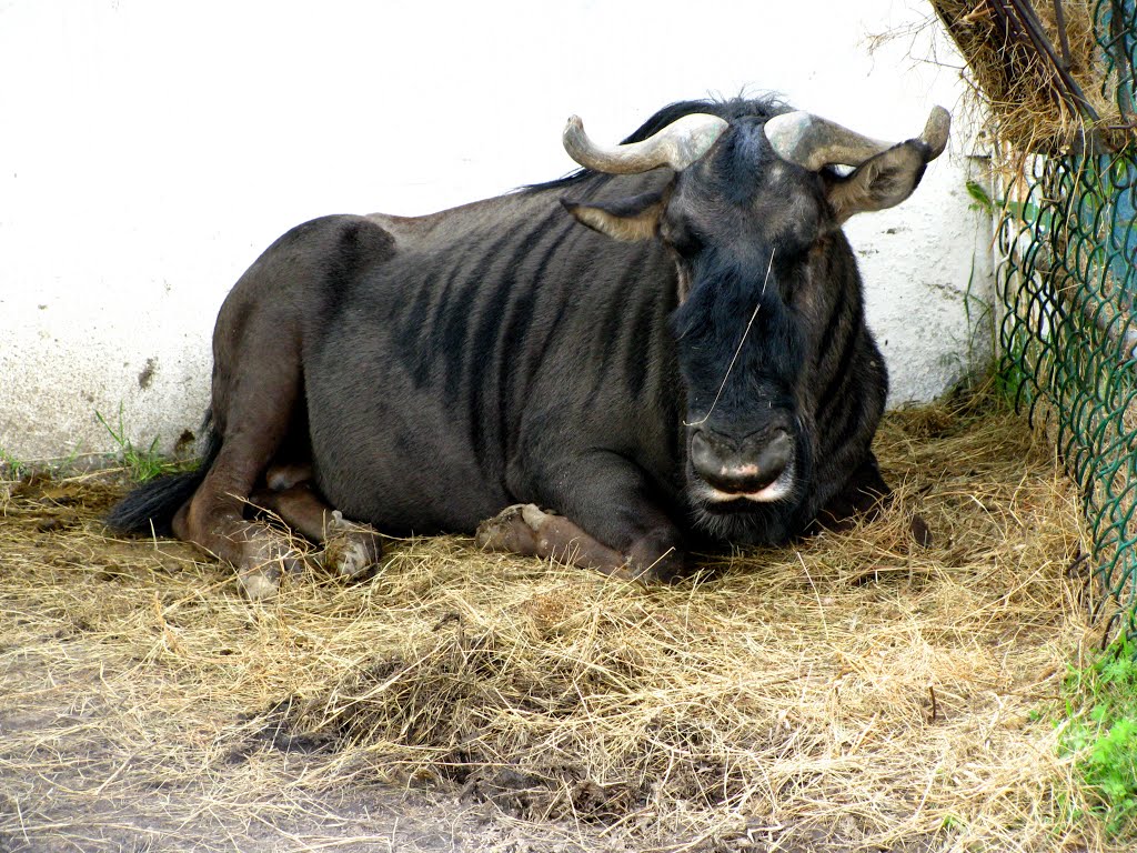 Антилопа гну / Wildebeest (gnus). by Diana Tegza