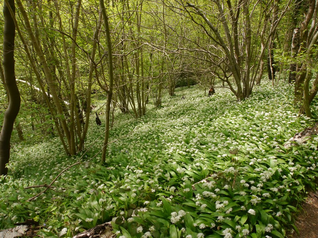 Becca Bank, Aberford by Dave Pashby