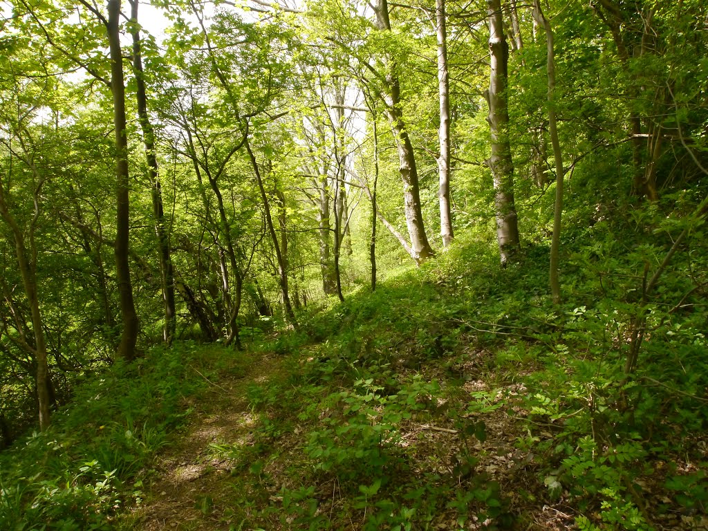 Becca Bank, Aberford by Dave Pashby