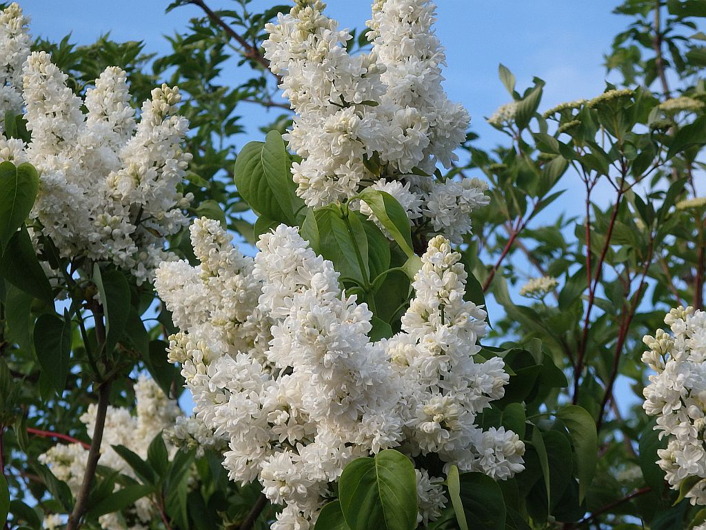 Syringa, orgona by Tiborné dr Ferenczy