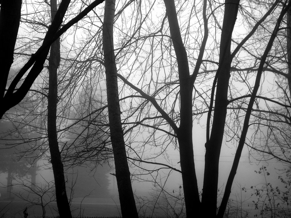 Thanksgiving Fog, New Boston, Michigan by erasurekate