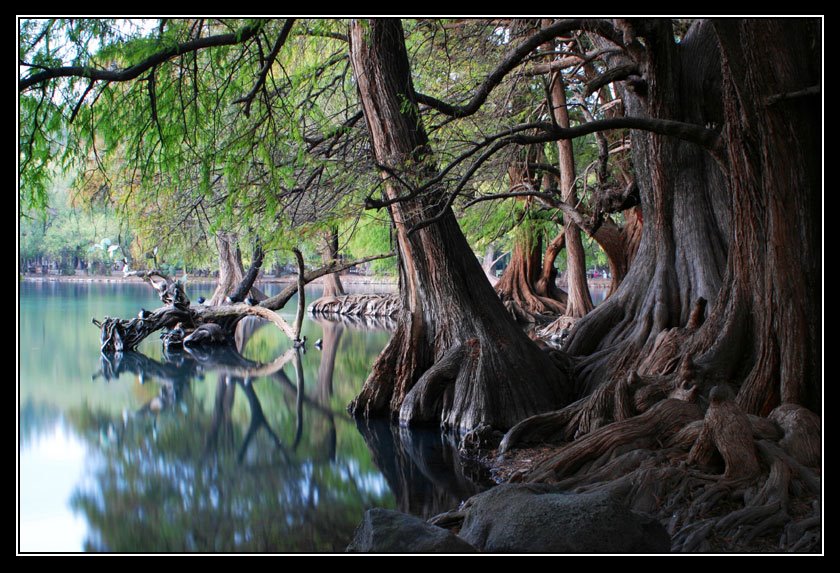 Ahuehuetes en el lago de Camecuaro, Mich.- Ahuehuetes at Camecuaro Lake by J.Ernesto Ortiz Razo