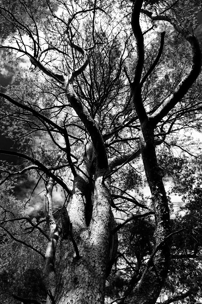 Pine tree, South Koster, Sweden by Tore Bekkevold