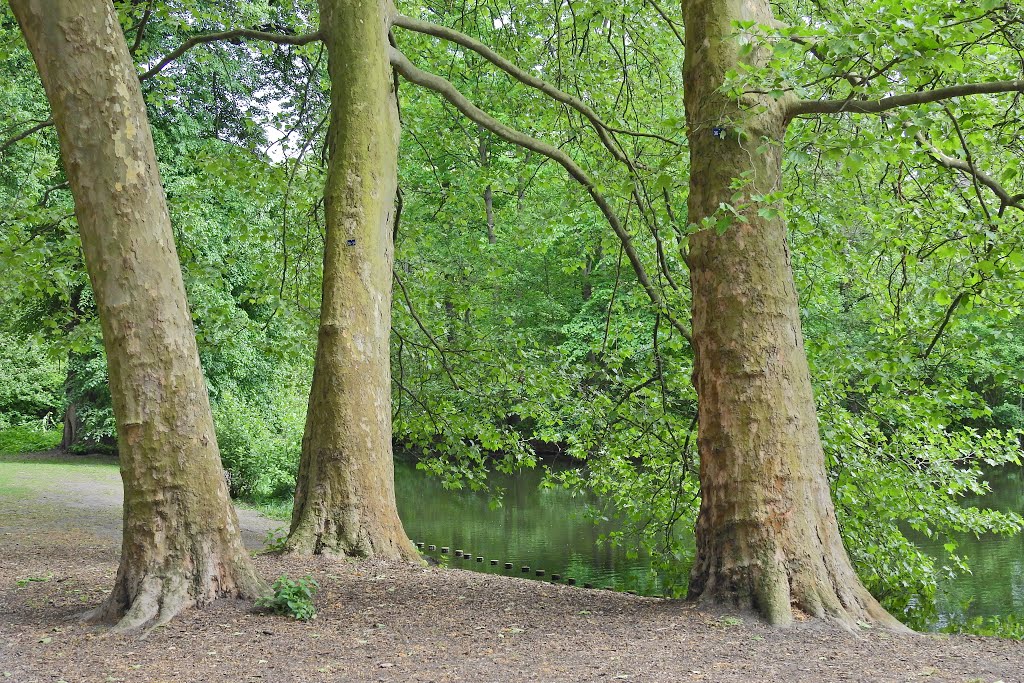 Tiergarten, Berlin, Germany by Günter Kriems