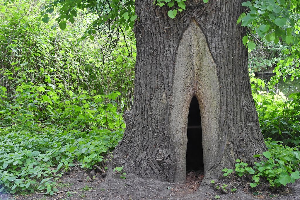 Tiergarten, Berlin, Germany by Günter Kriems