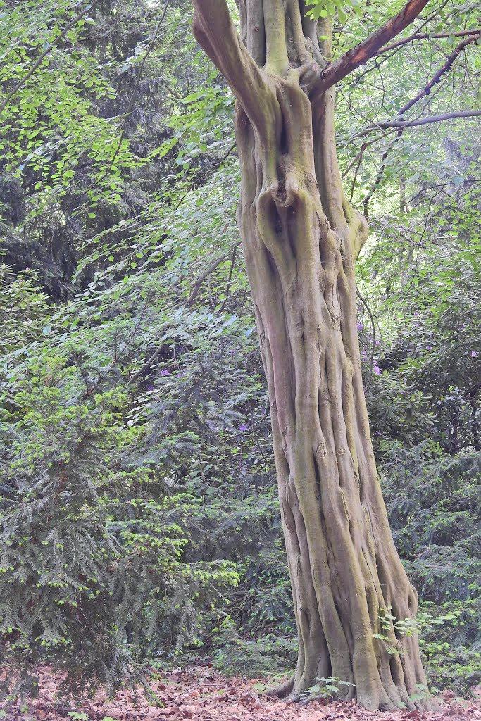 Tiergarten, Berlin, Germany by Günter Kriems