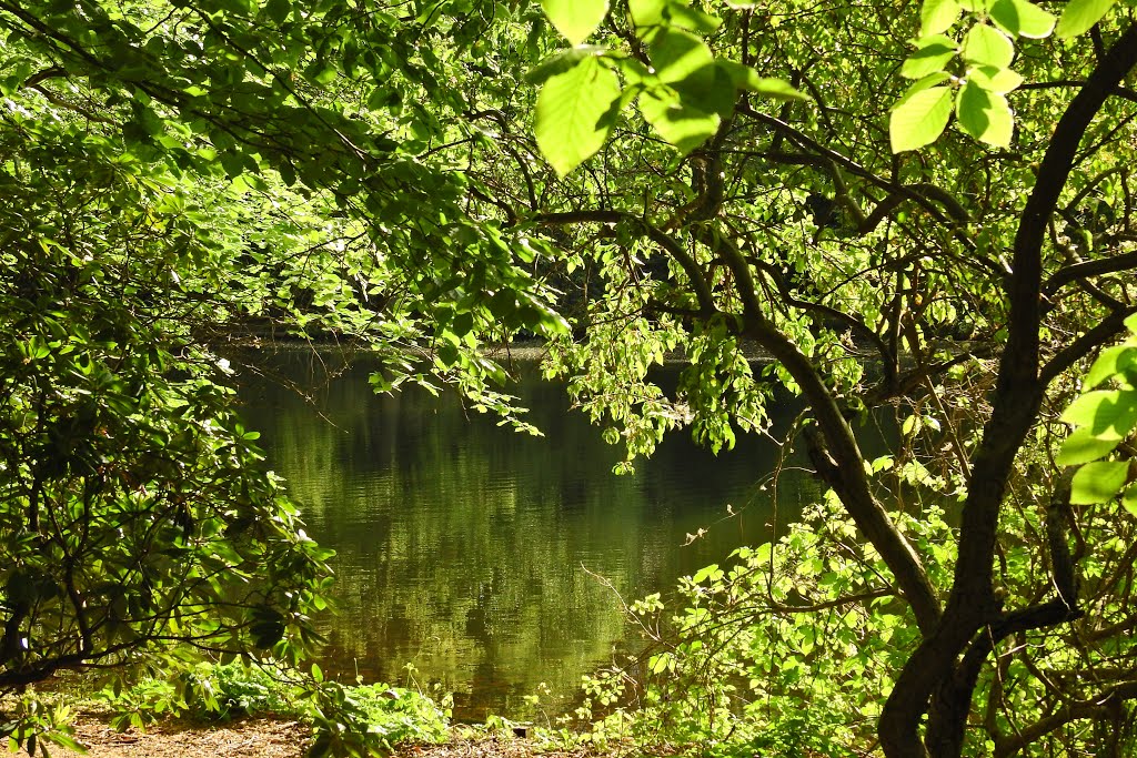 Tiergarten, Berlin, Germany by Günter Kriems