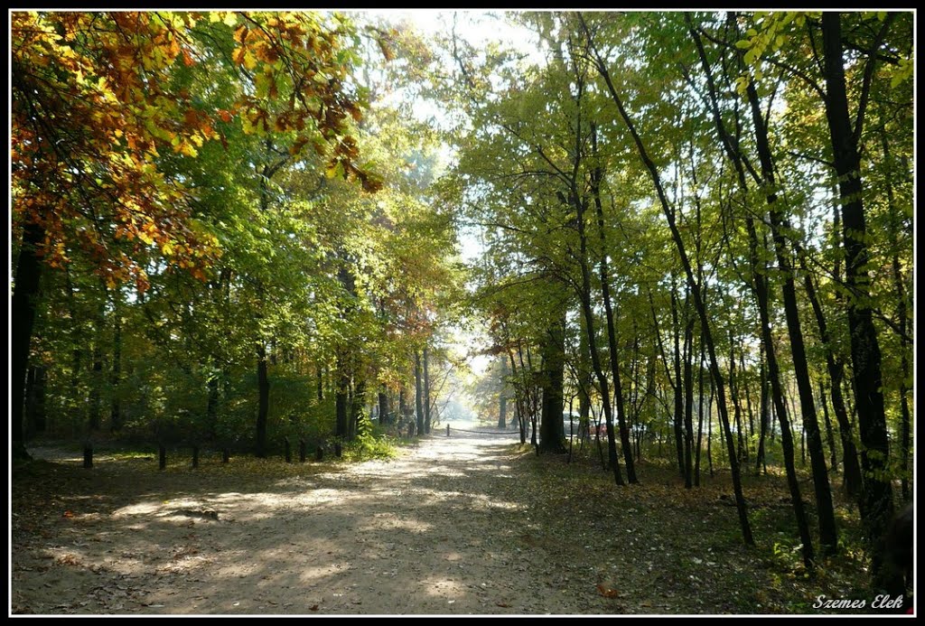 Nyíregyháza, Hungary by Szemes Elek