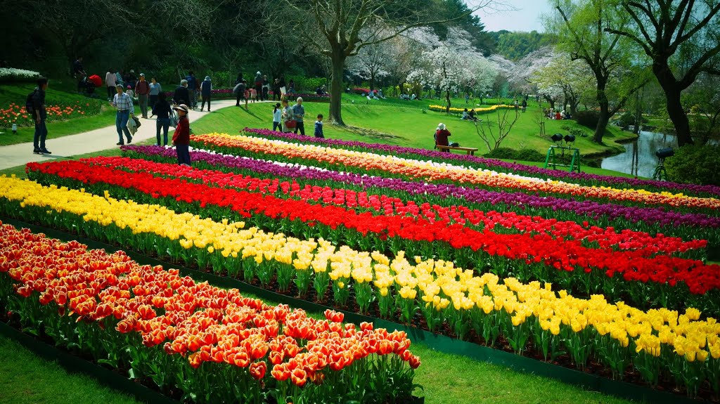 Hamamatsu flower park 　浜松フラワーパーク by Ken Matsu