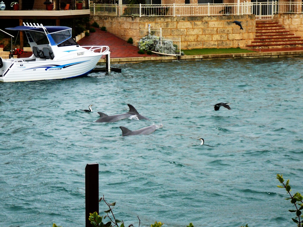 Feeding in a Mandurah Canal by Paul Hammond