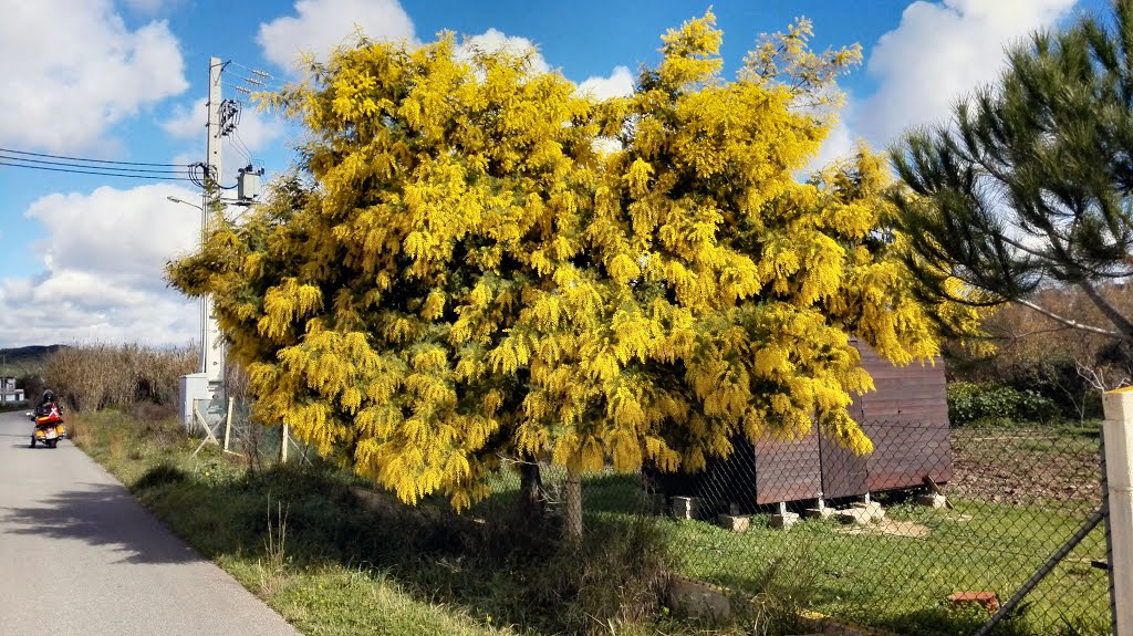 Mimosa tree in full bloom by Torben Seierø