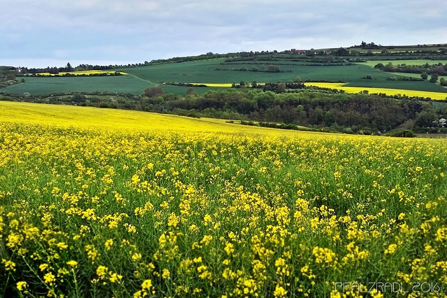 Mertesheim, Germany by pfalz radl